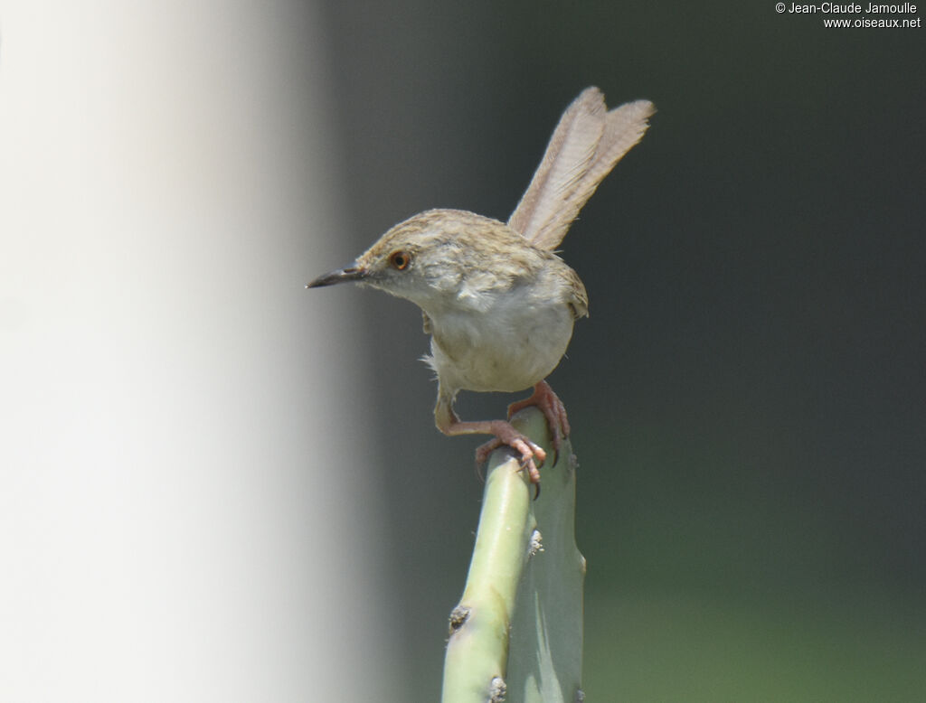 Prinia délicate