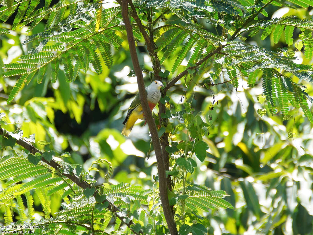 White-capped Fruit Dove, identification