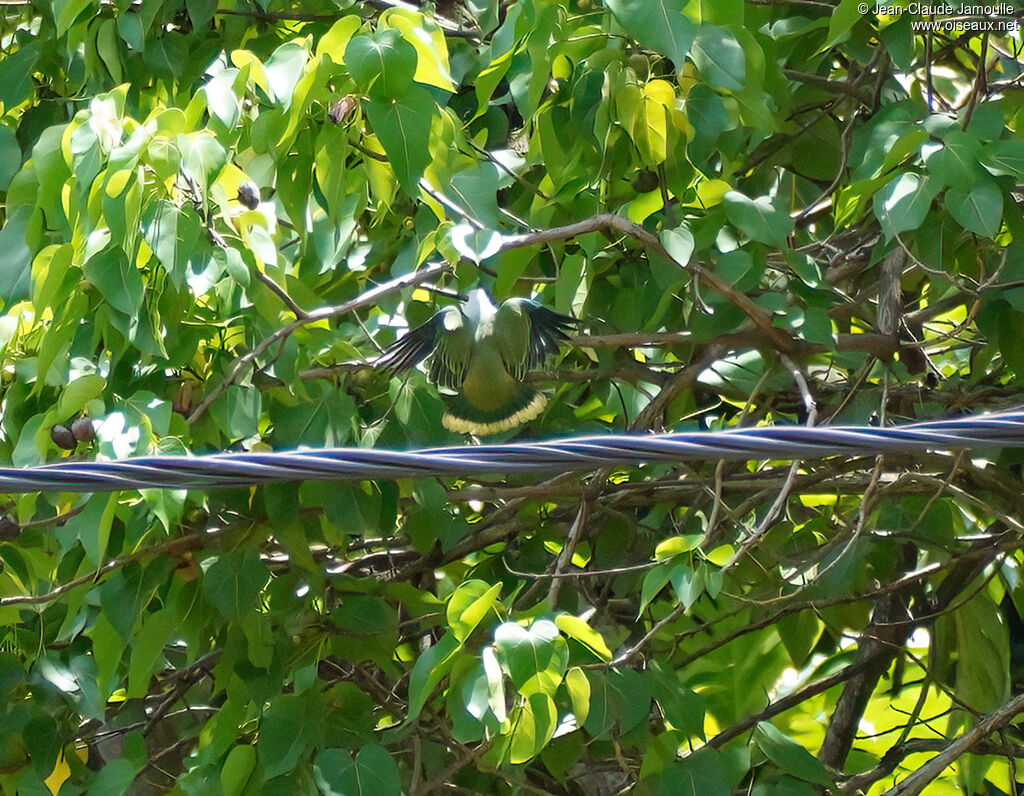 White-capped Fruit Dove, Flight