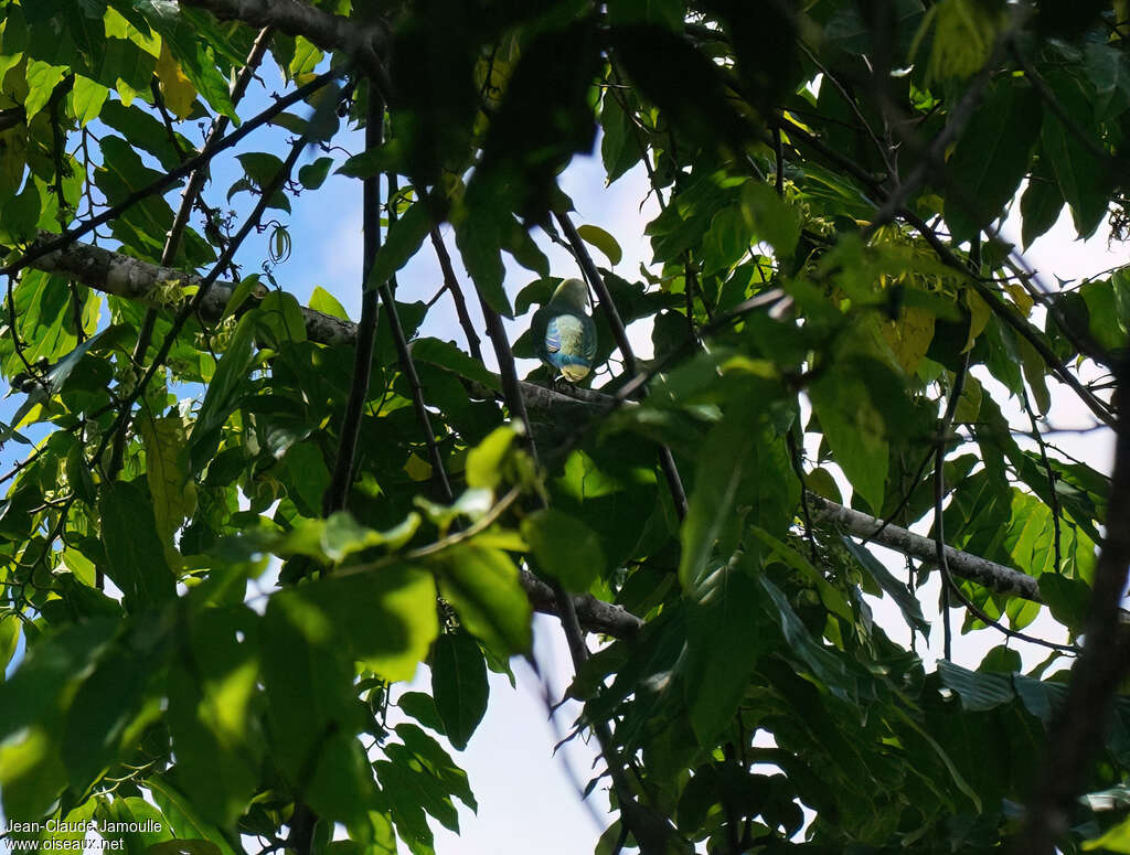 Ptilope de Raiateaadulte