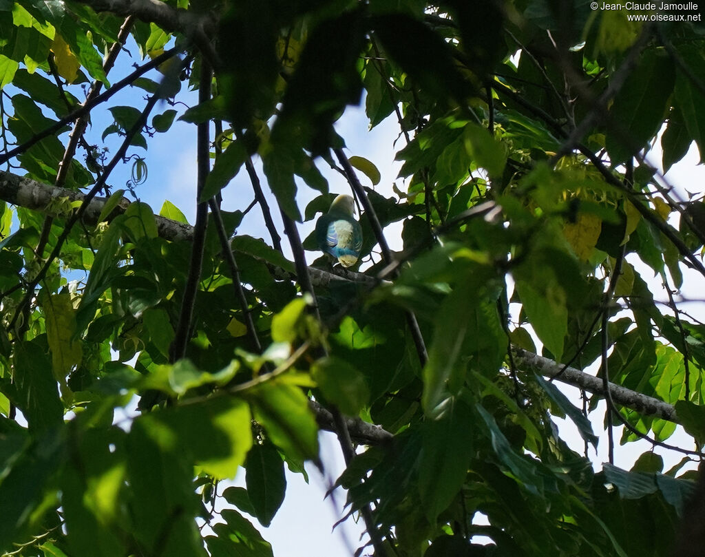 Ptilope de Raiateaadulte