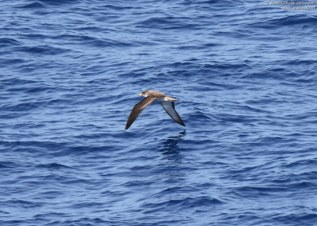 Scopoli's Shearwater