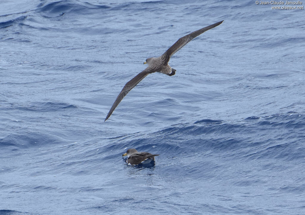Puffin de Scopoli, Vol, nage