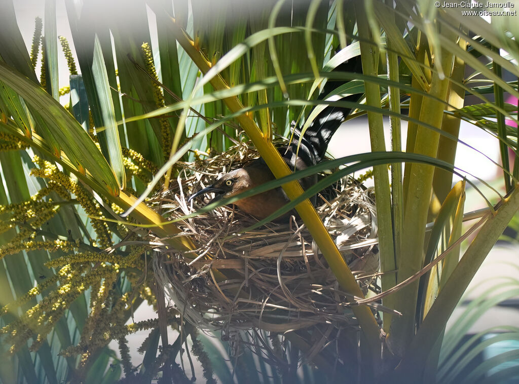 Quiscale à longue queue femelle adulte, Nidification
