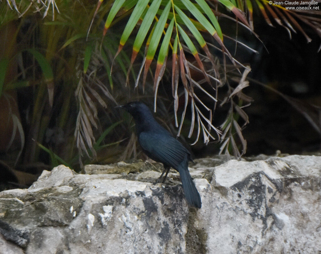 Melodious Blackbird male adult