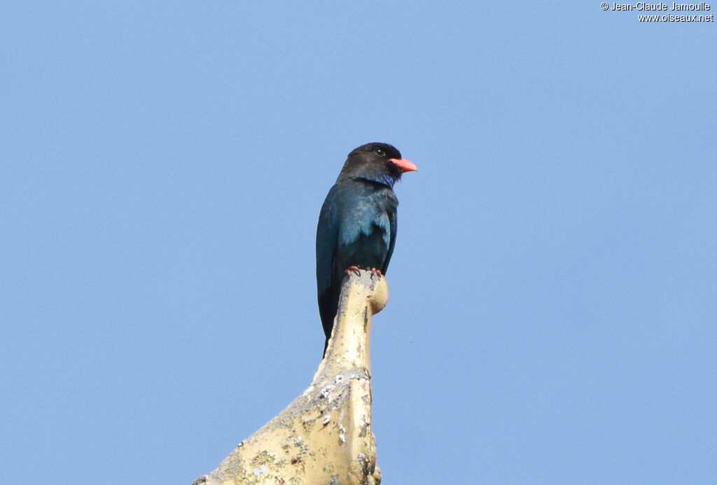 Oriental Dollarbird