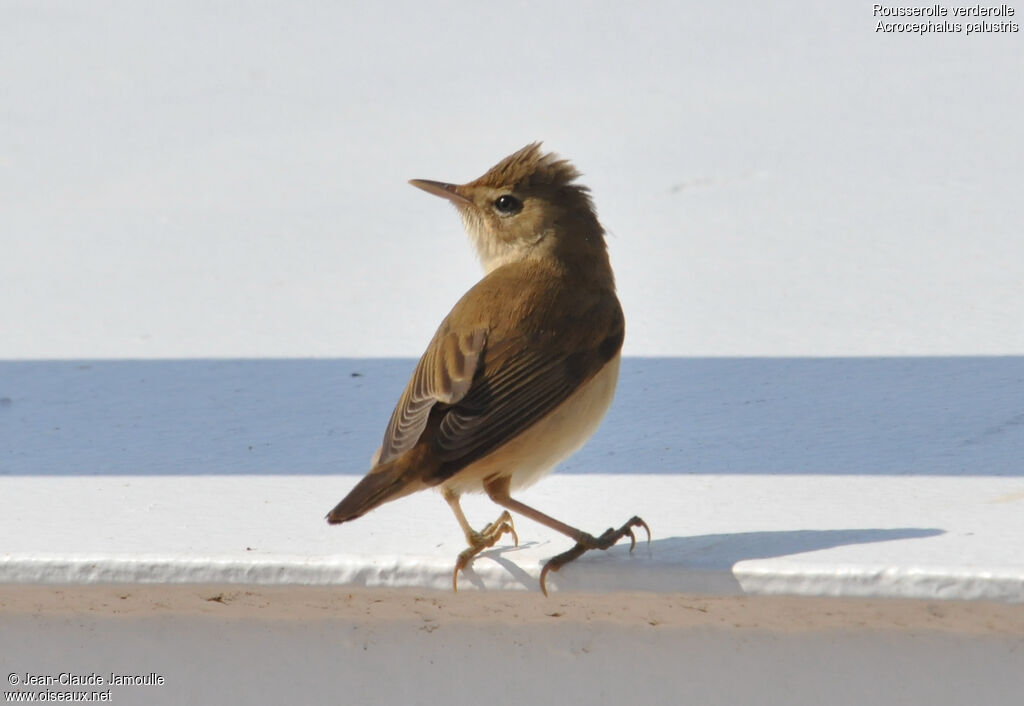 Rousserolle verderolleimmature