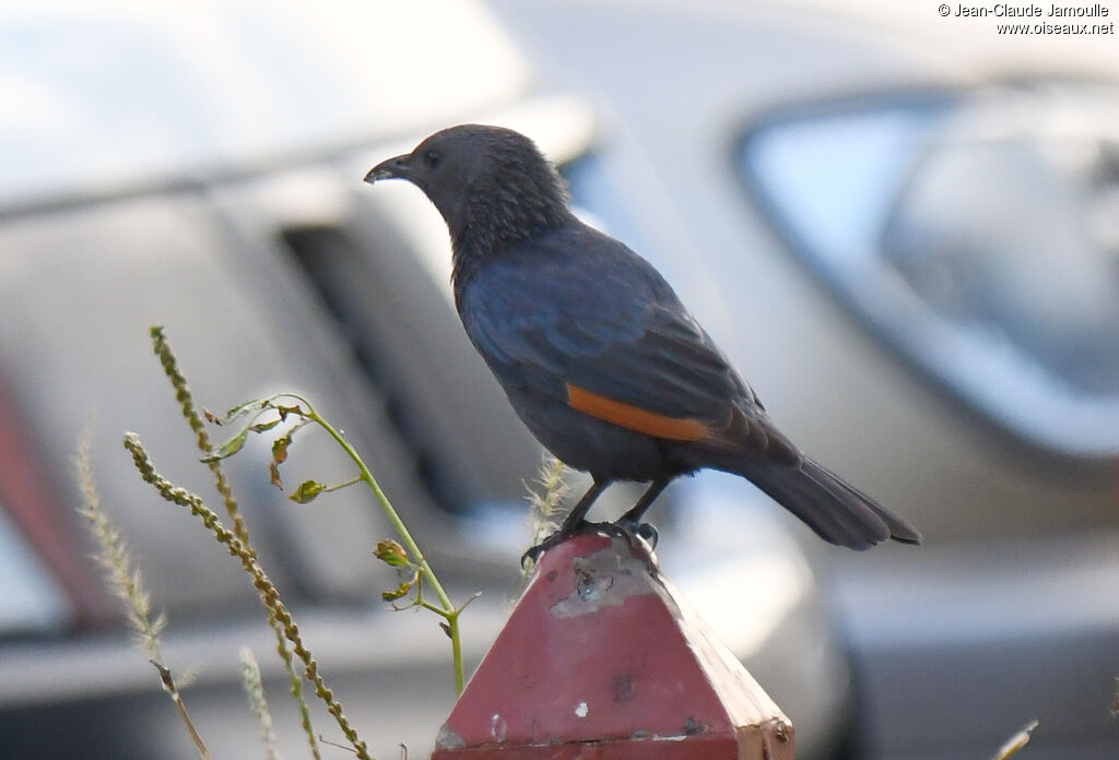 Tristram's Starling