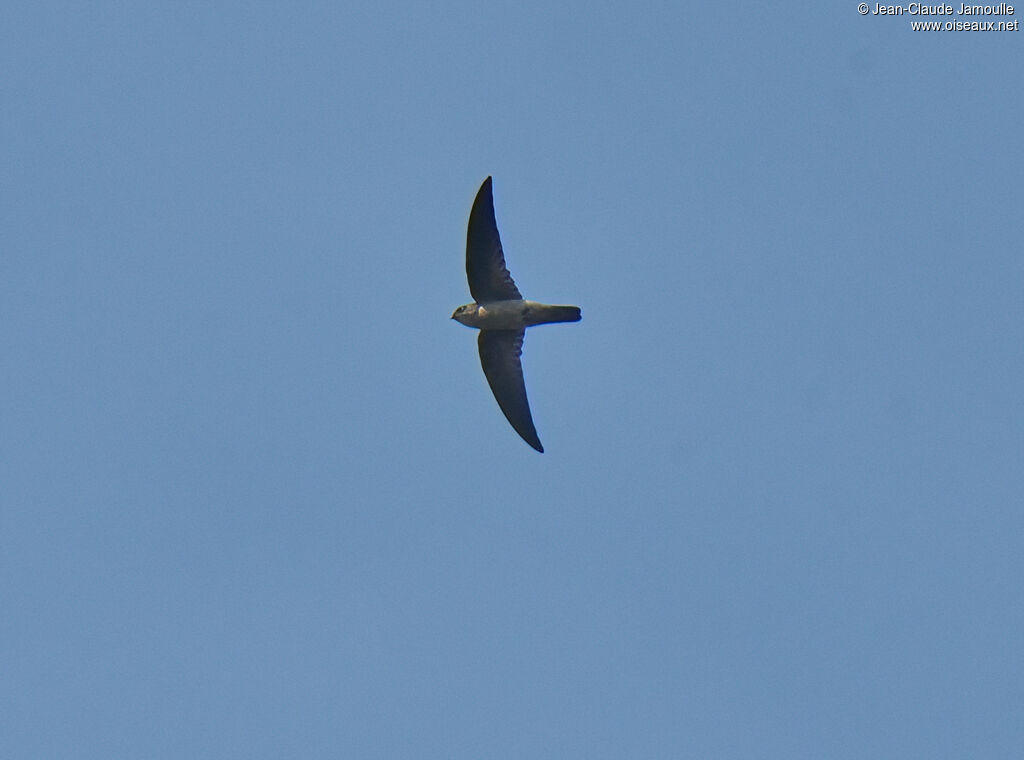 Himalayan Swiftlet