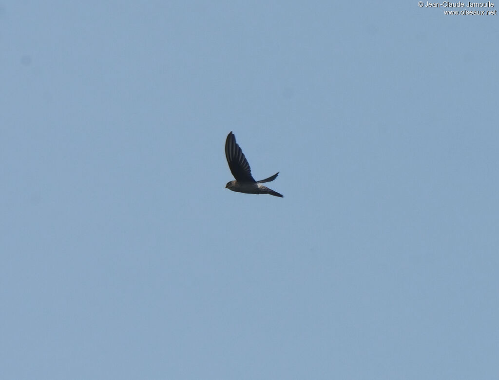 Himalayan Swiftlet