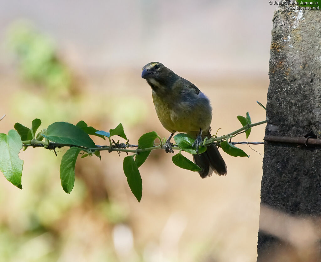 Saltator de Cabanisimmature