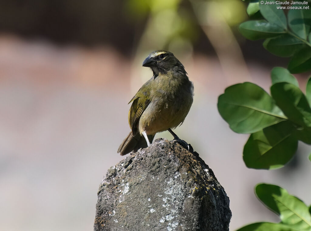 Saltator de Cabanisimmature
