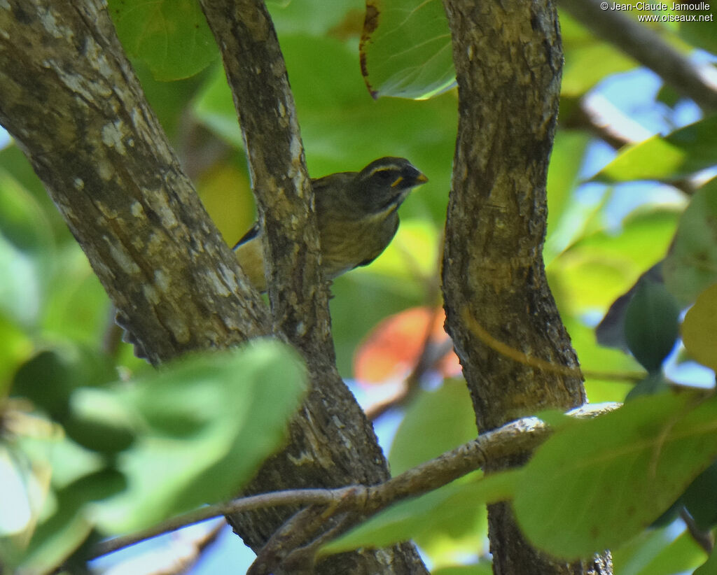 Lesser Antillean Saltator