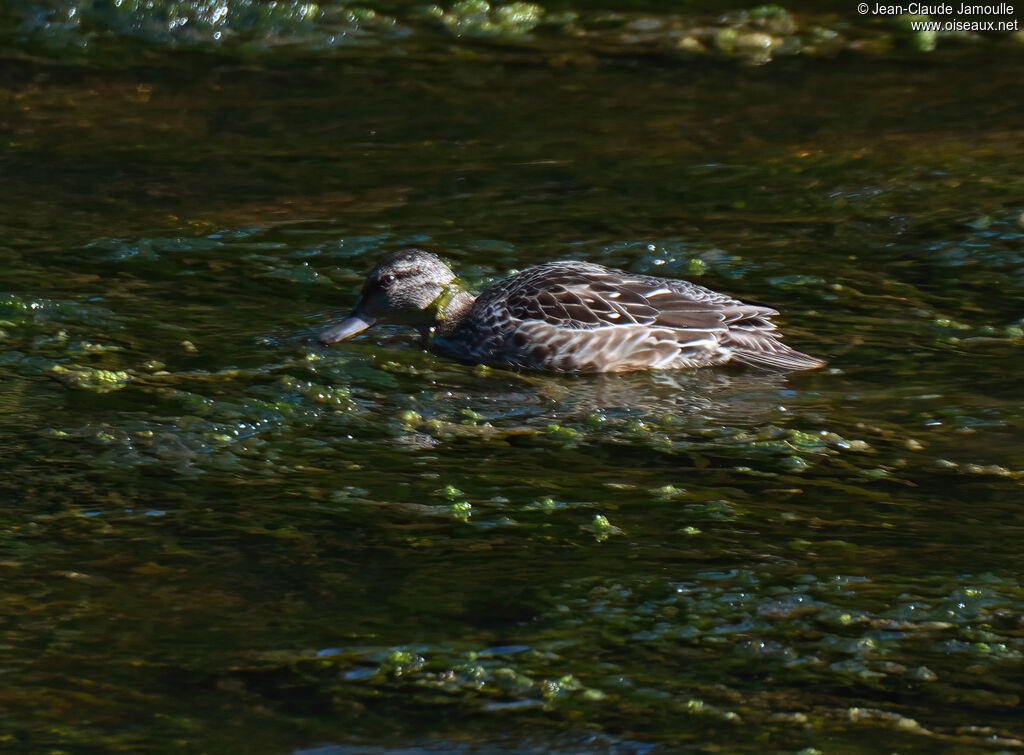 Green-winged Teal female adult