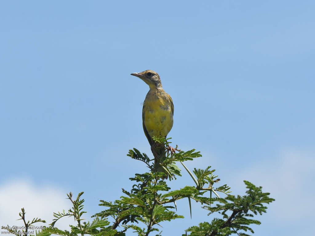 Sentinelle à gorge jaunejuvénile, identification