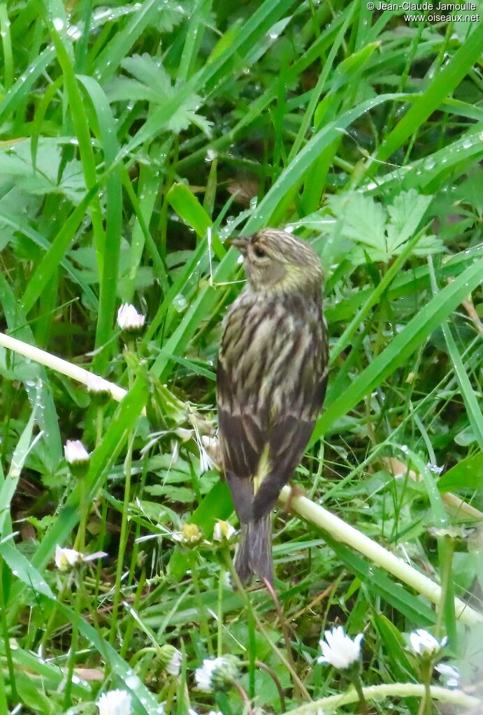 Serin cini