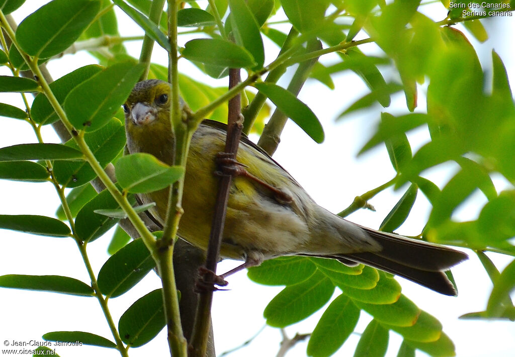 Serin des Canaries, régime, Comportement