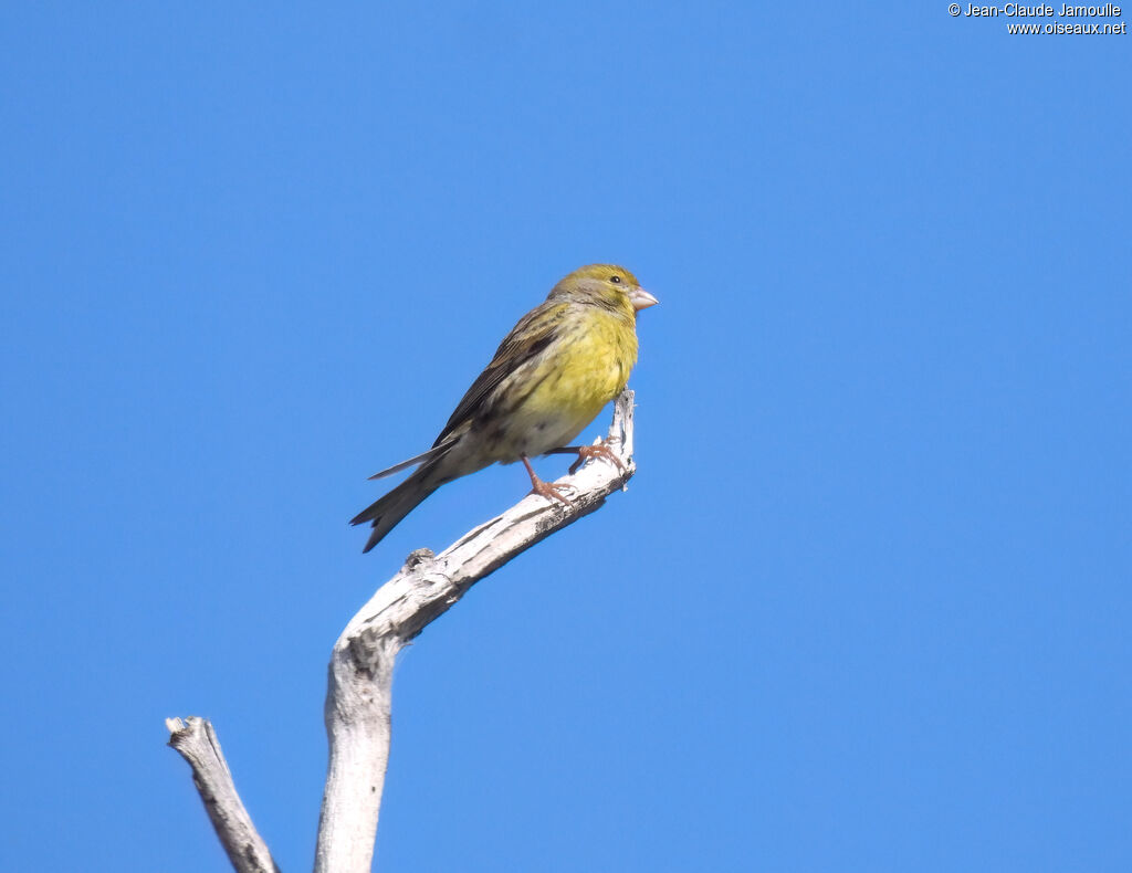 Serin des Canariesadulte