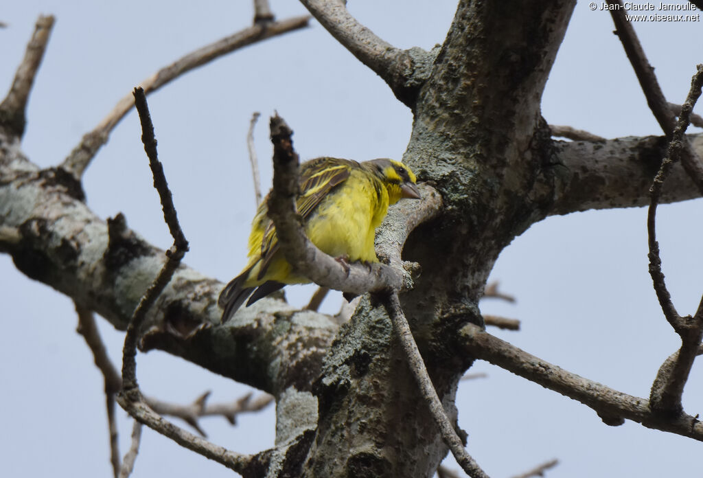 Yellow-fronted Canary