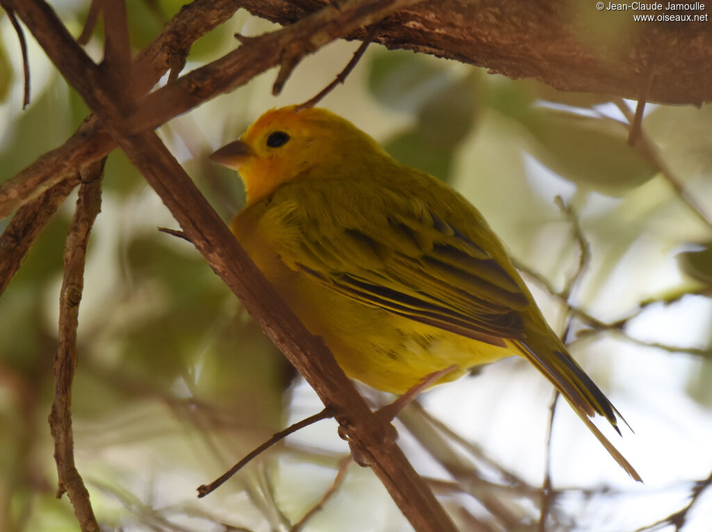 Saffron Finch