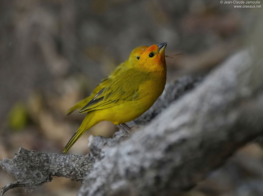 Sicale bouton-d'or mâle adulte