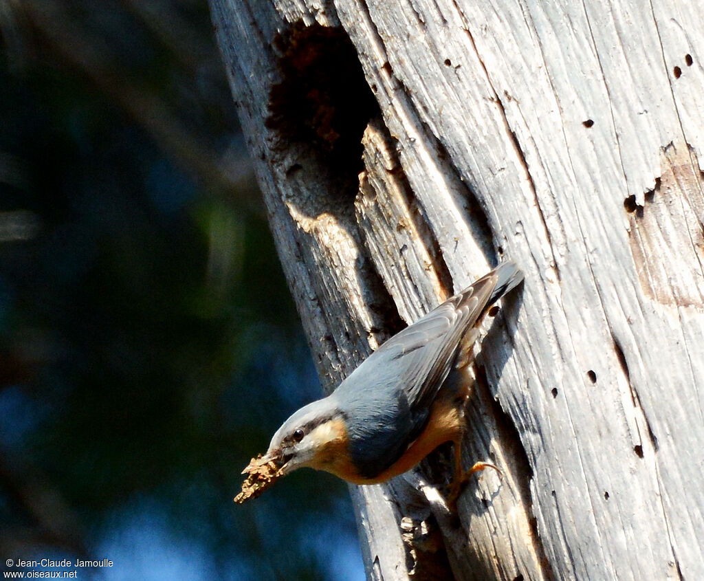 Eurasian Nuthatchadult, Reproduction-nesting
