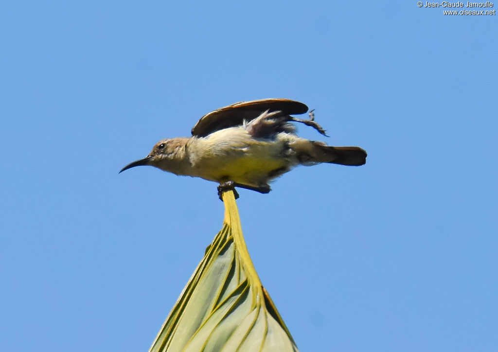 Variable Sunbird female