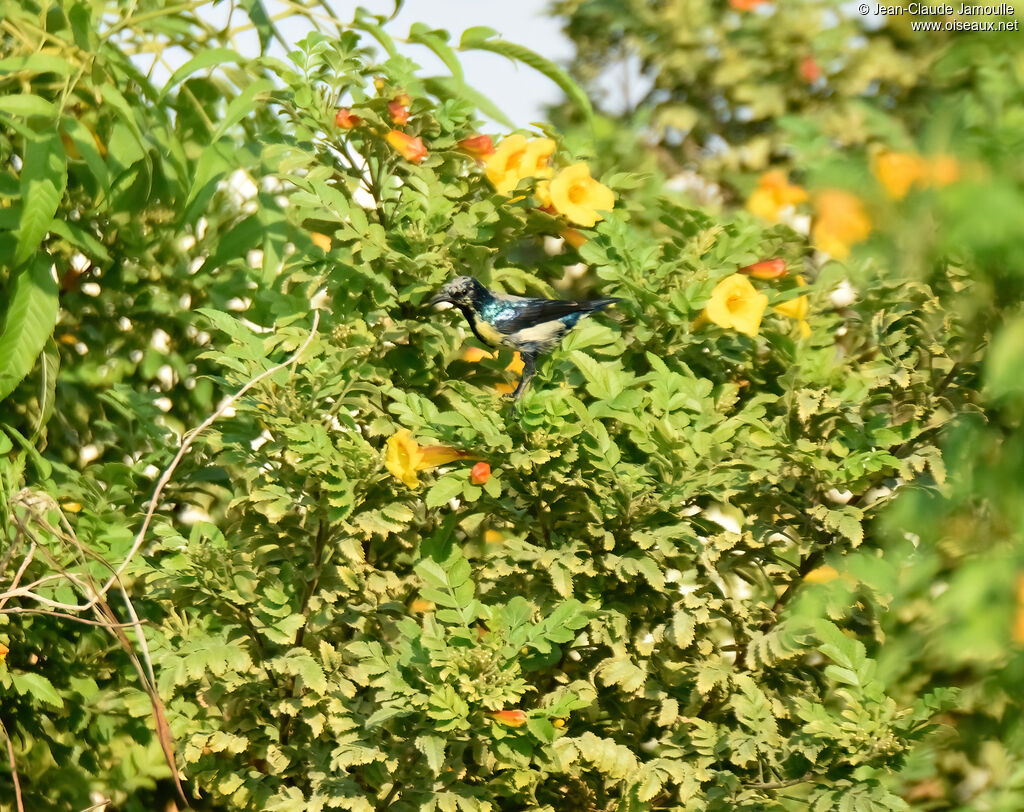 Purple Sunbird male adult transition