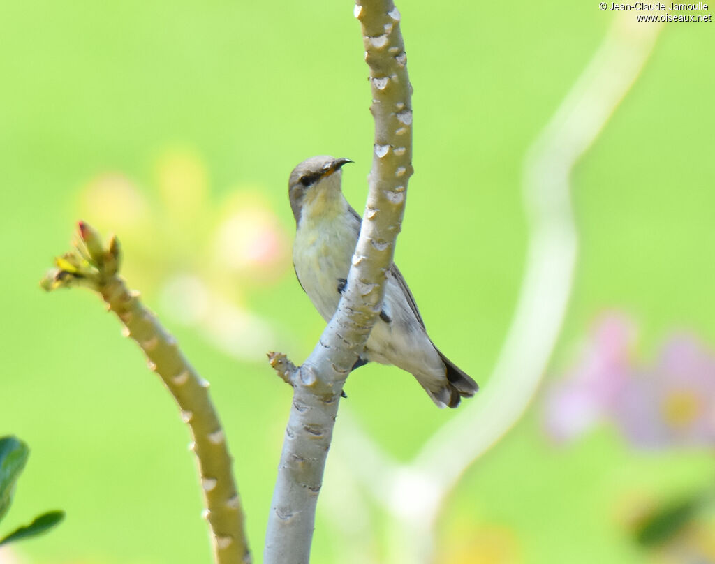 Purple Sunbird