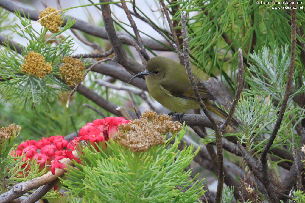 Orange-breasted Sunbird female