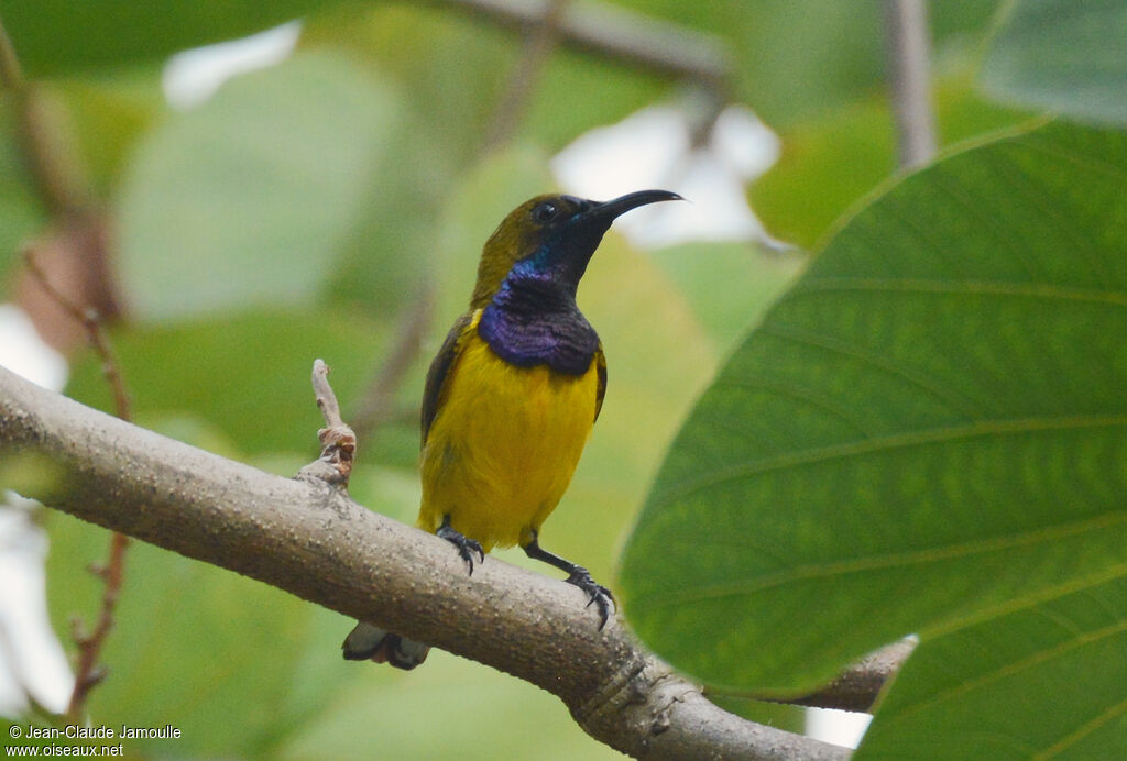 Ornate Sunbird male
