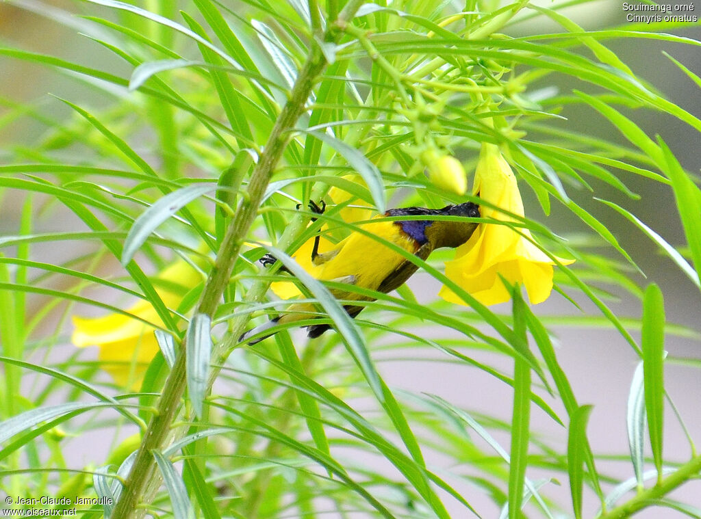 Ornate Sunbird male, feeding habits