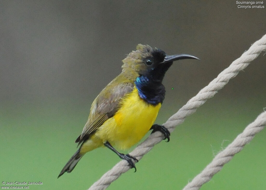 Ornate Sunbird male, Behaviour