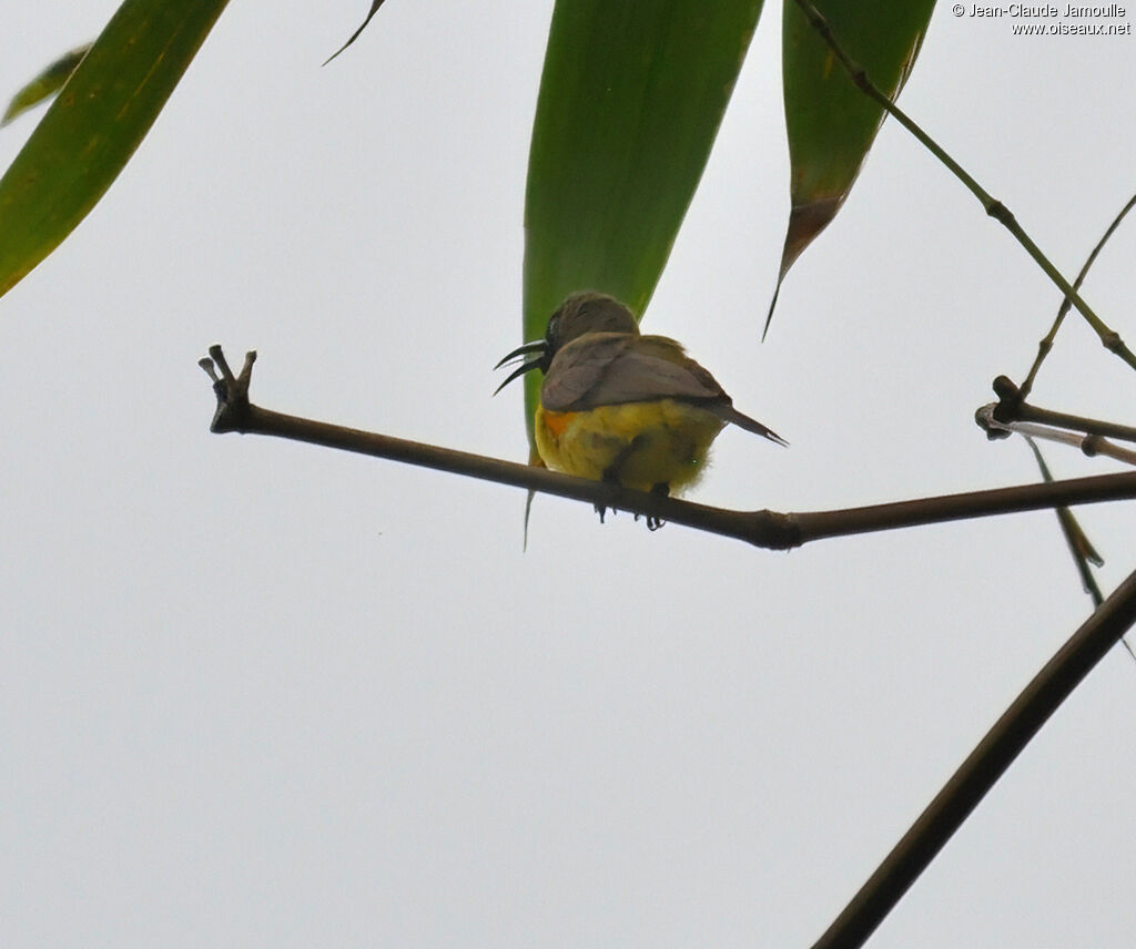 Ornate Sunbird male adult