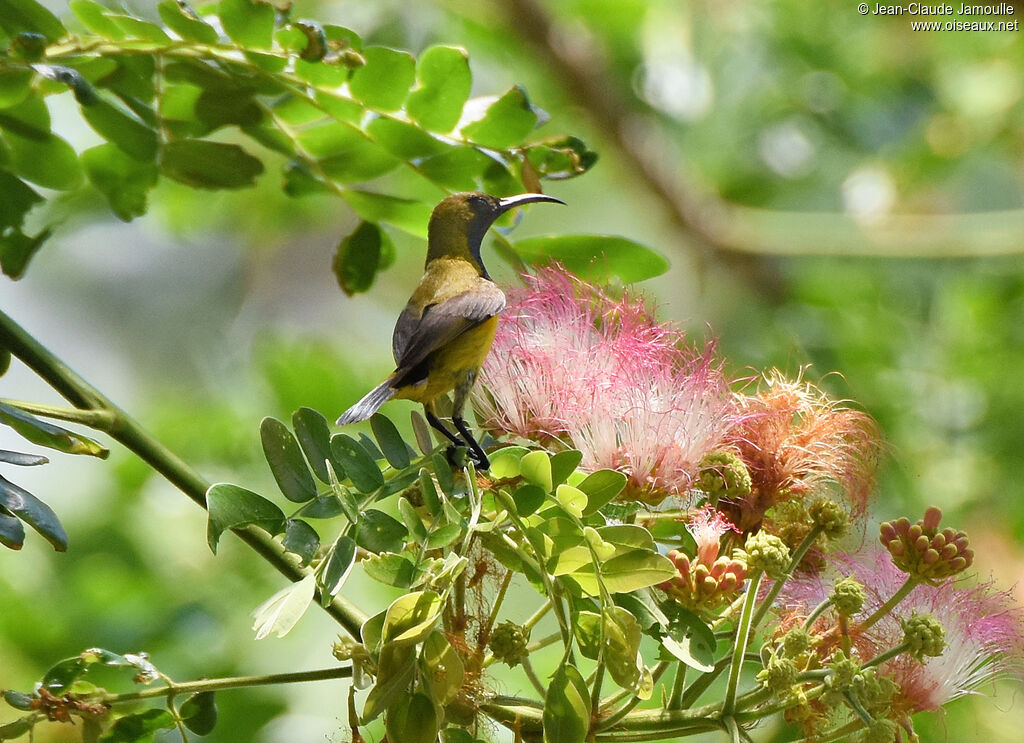 Ornate Sunbird
