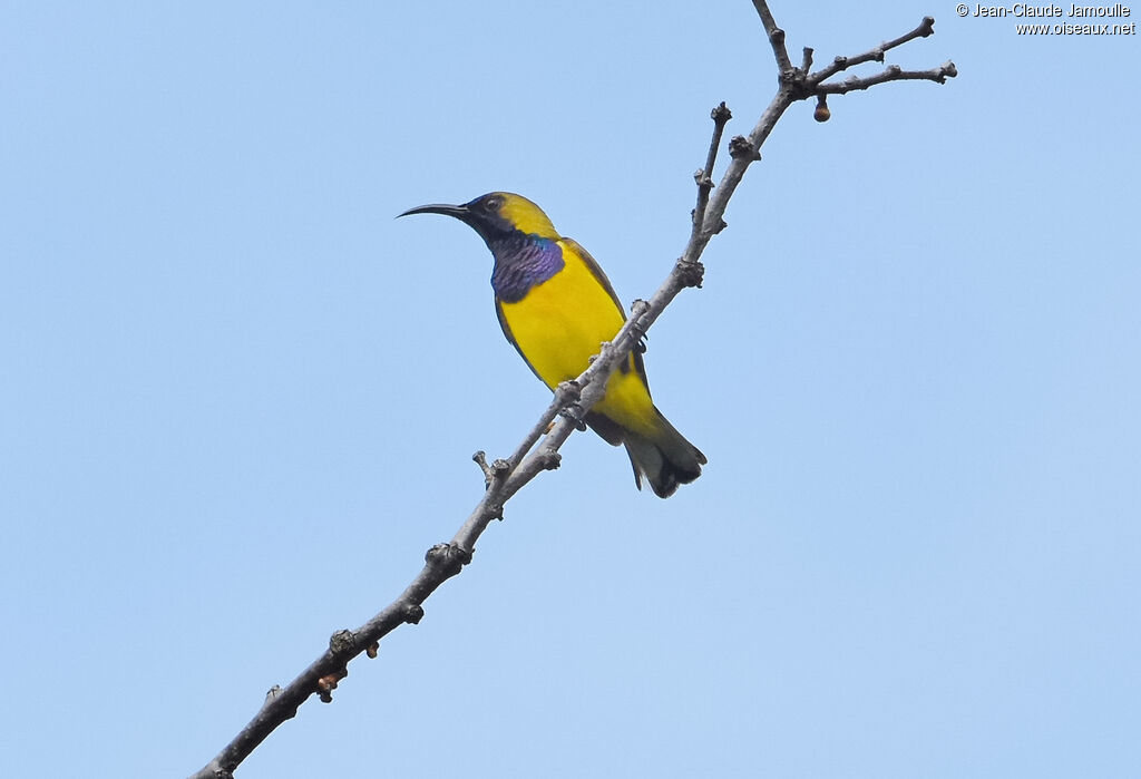 Ornate Sunbird male