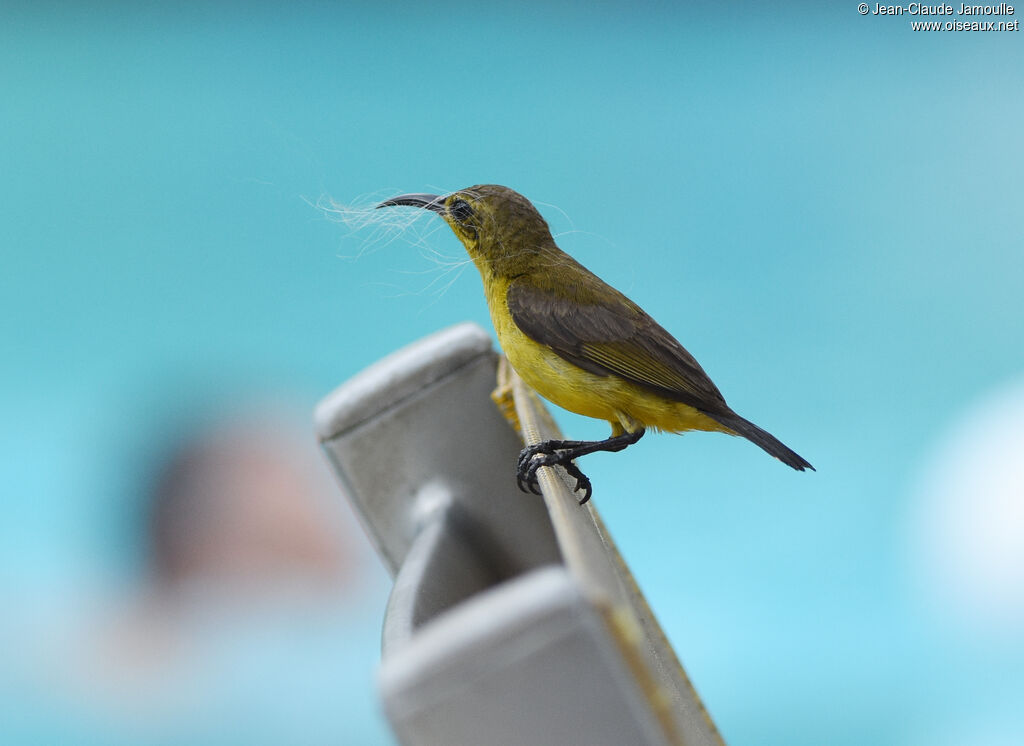 Ornate Sunbird