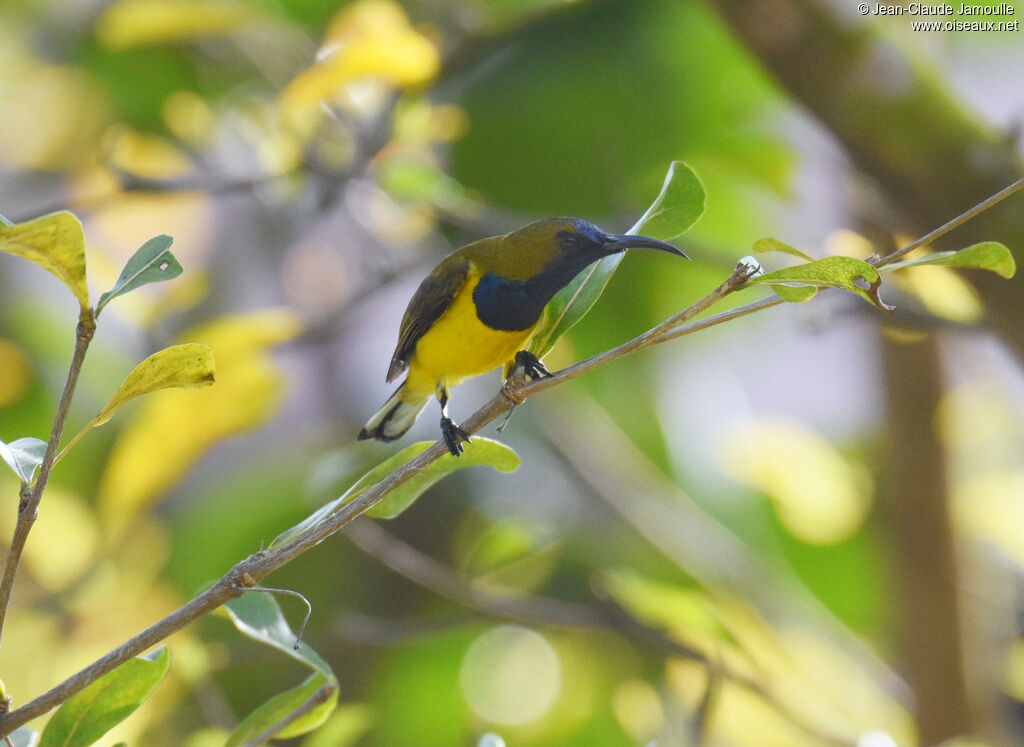 Ornate Sunbird