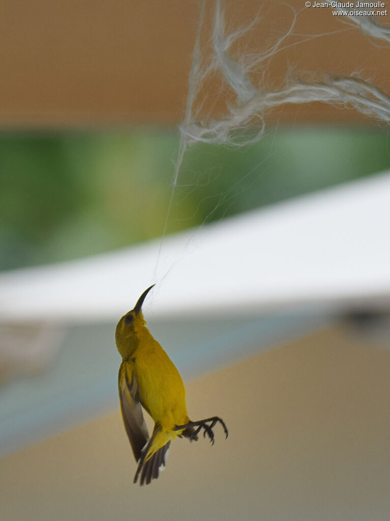 Ornate Sunbird female adult, Reproduction-nesting, Behaviour