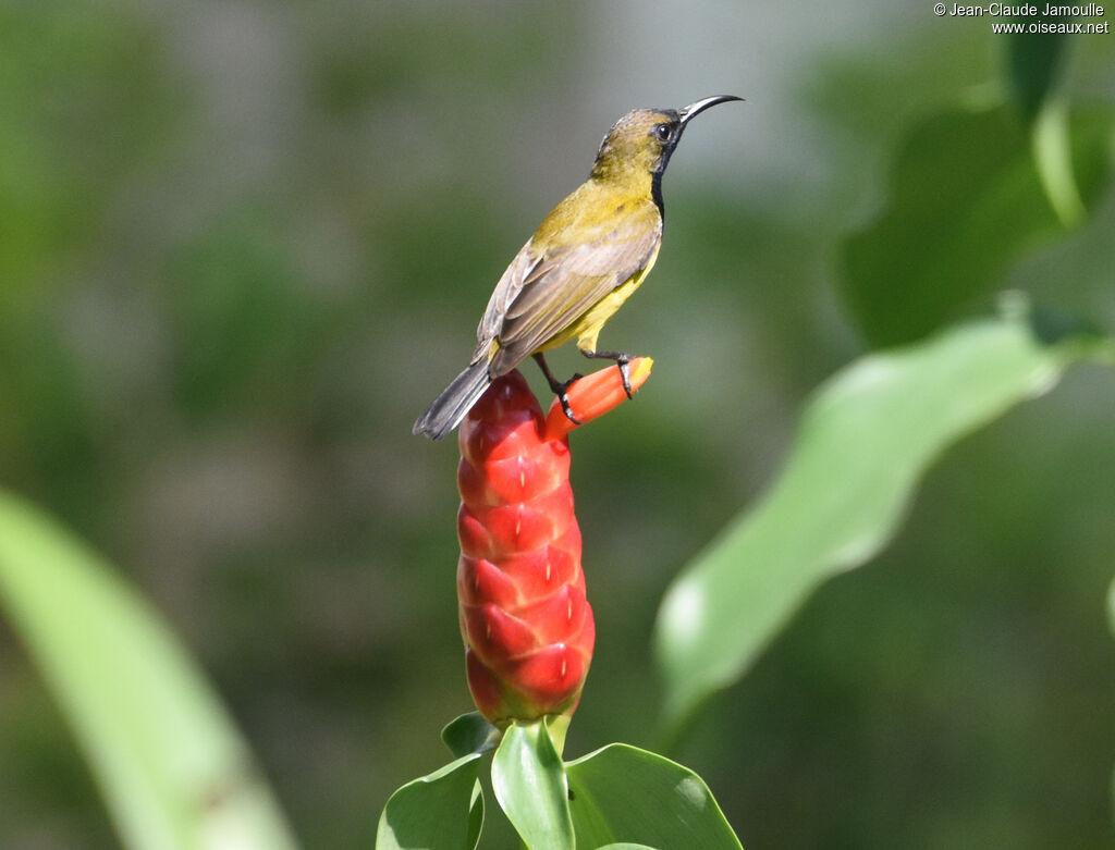 Ornate Sunbird