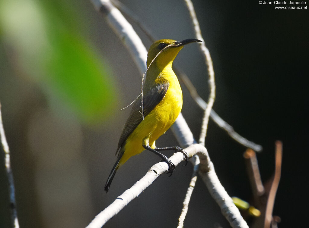 Ornate Sunbird female adult, Reproduction-nesting