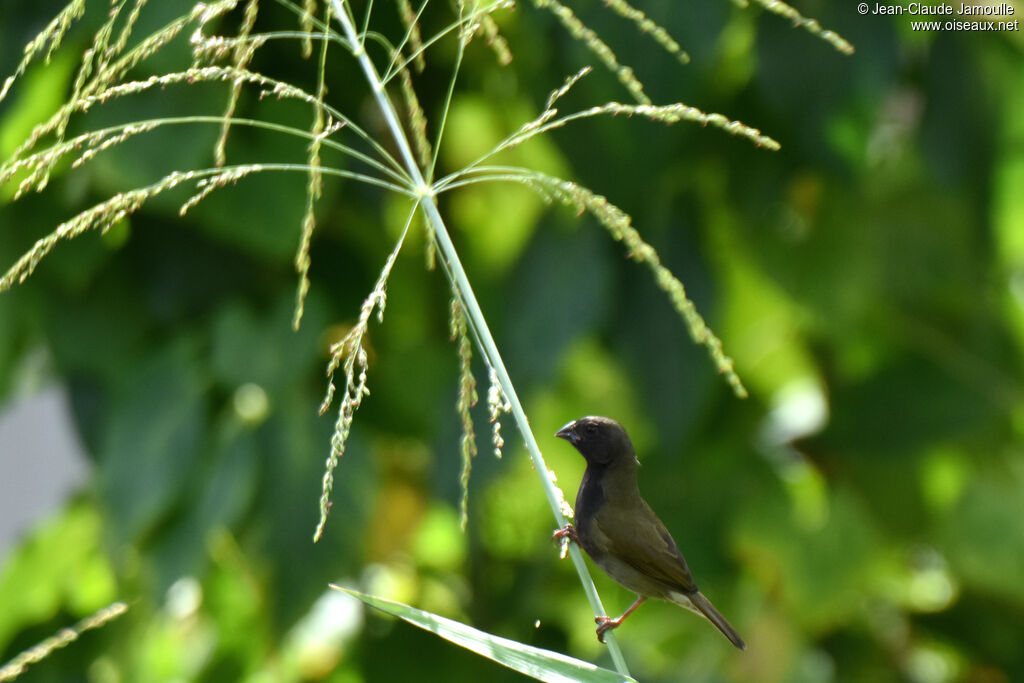 Black-faced Grassquit male adult, eats