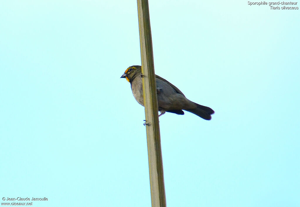 Yellow-faced Grassquit, Behaviour