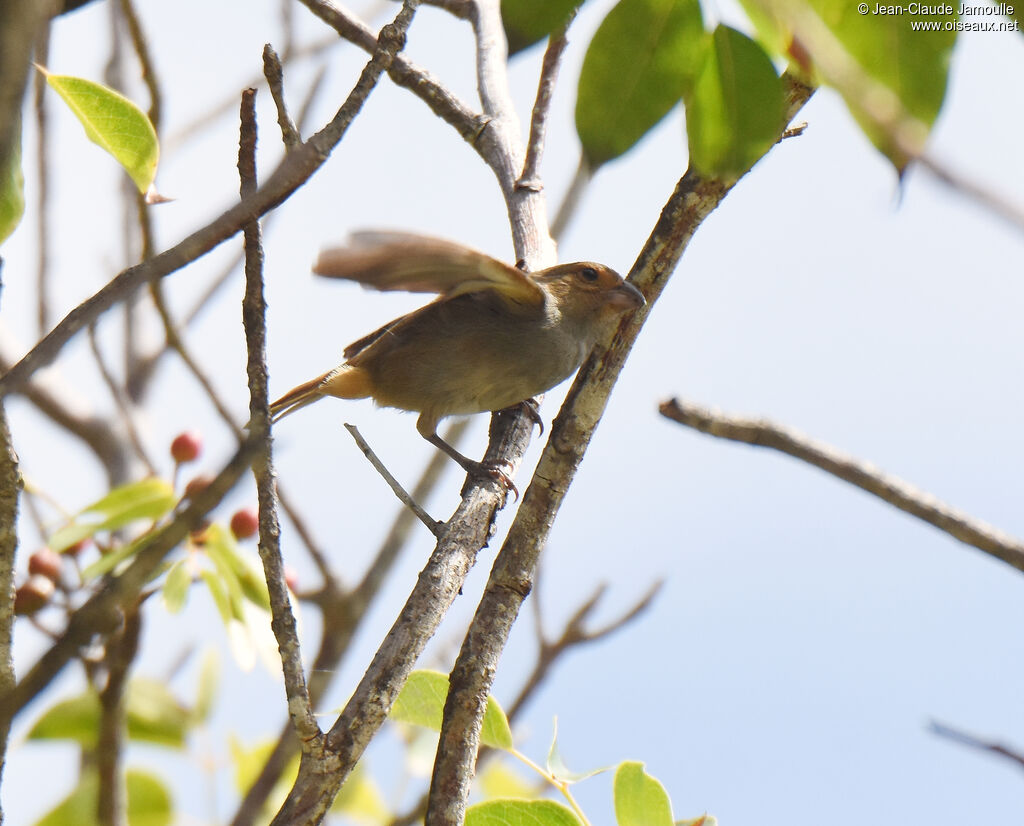 Lesser Antillean Bullfinch female adult