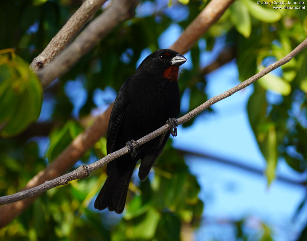 Sporophile rougegorge - Pèrenoir rougegorge<br /> mâle adulte