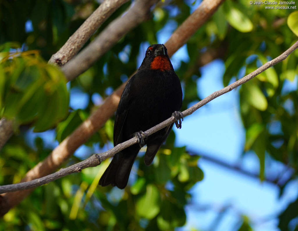 Sporophile rougegorge - Pèrenoir rougegorge<br />