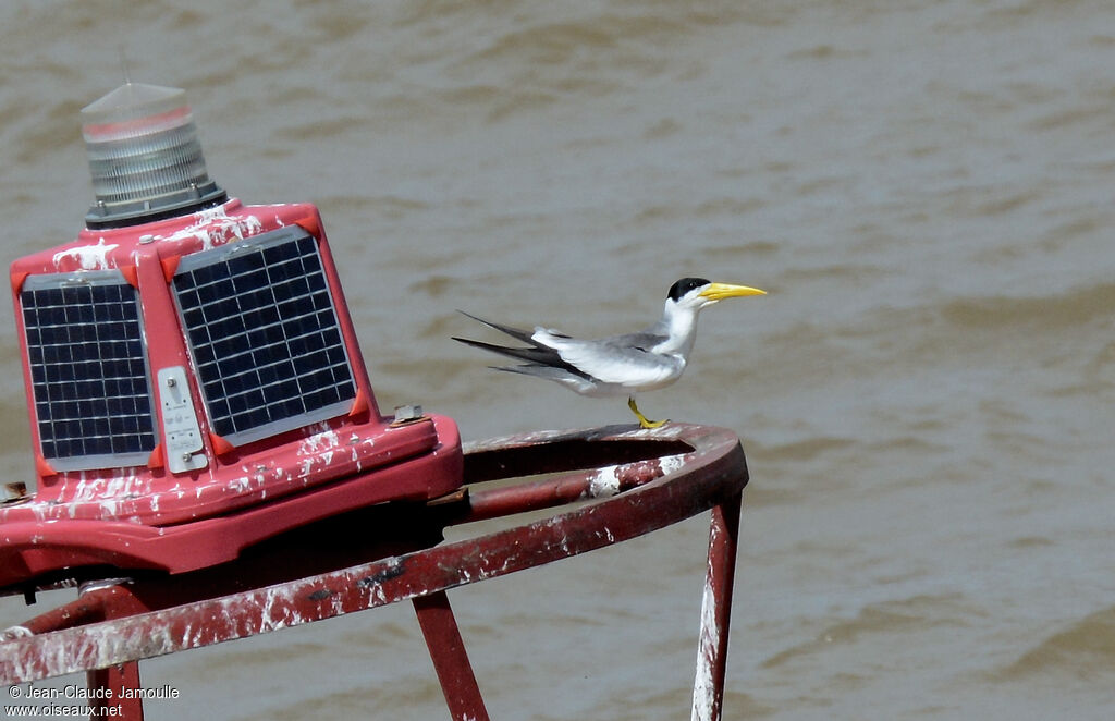 Large-billed Tern
