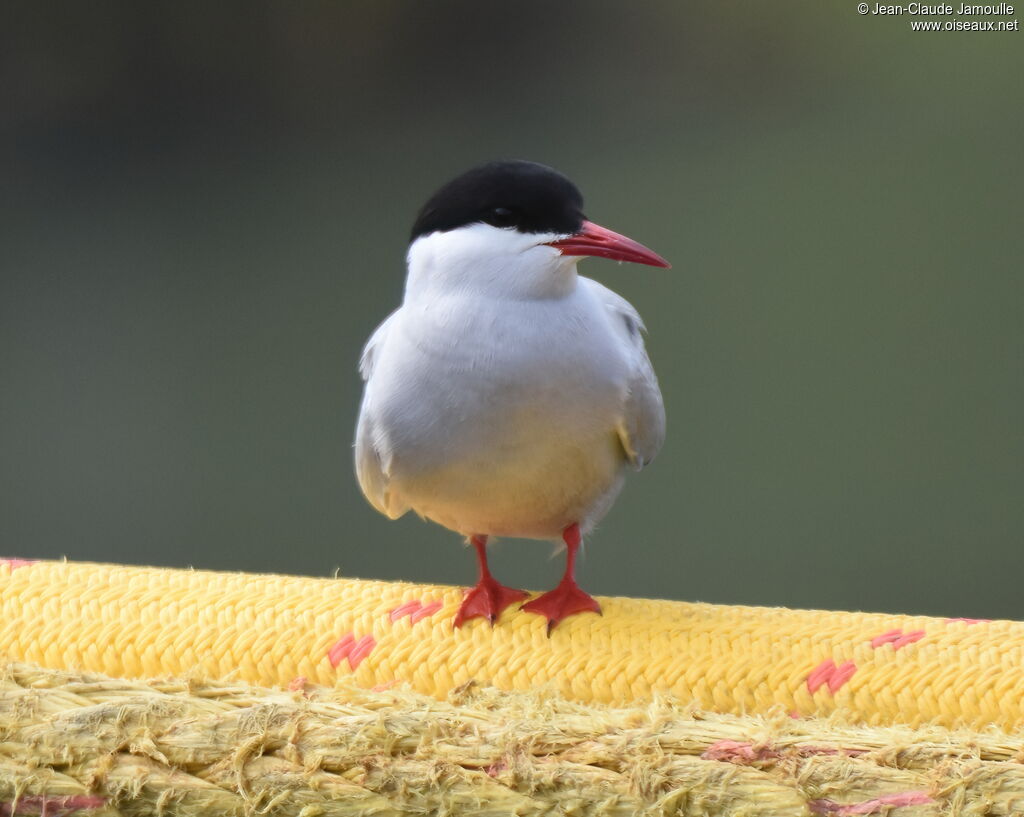 Arctic Tern
