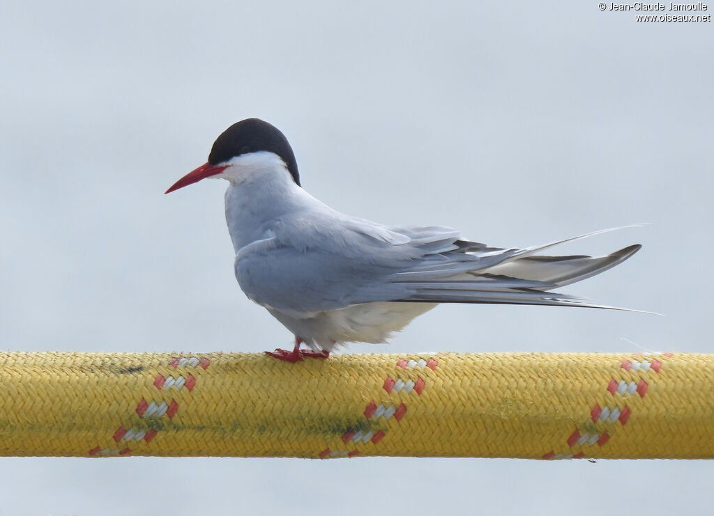 Arctic Tern