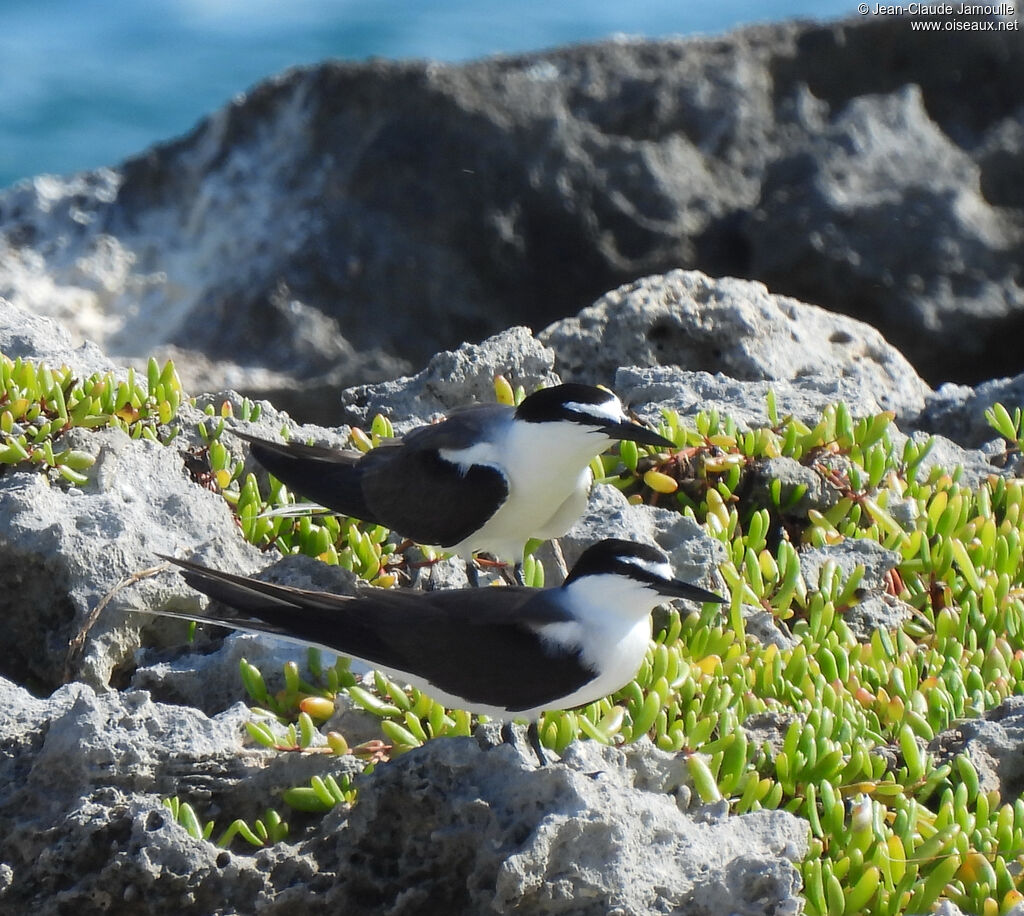 Bridled Tern